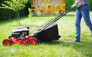 lawn care tips featured