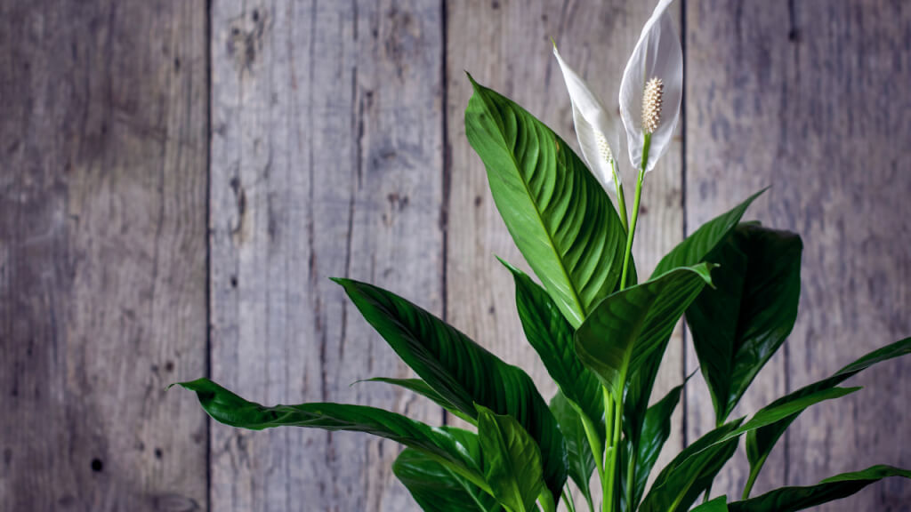 best houseplants for beginners peace lily