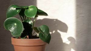 peperomia