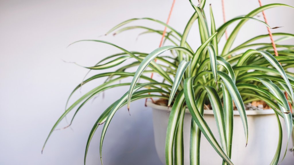 best houseplants for beginners spider plant