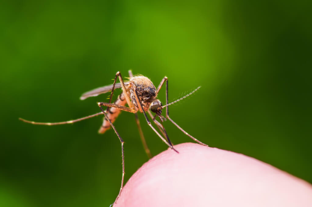 best insect repellents