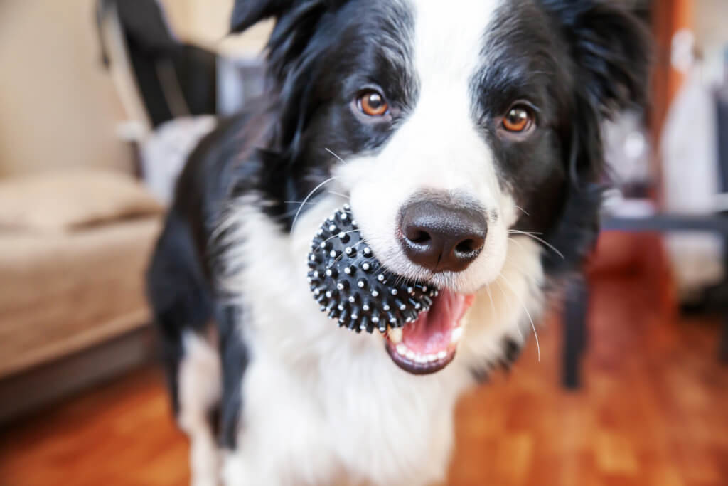 durable dog toys