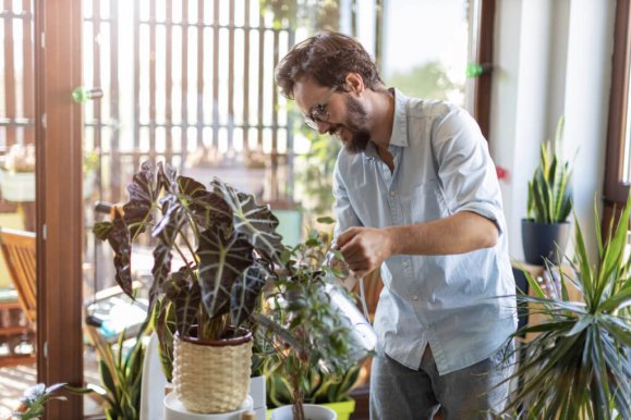 Best houseplants for beginners: 6 plants that are easy to care for