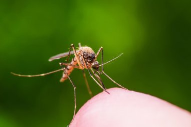The best bug repellents you can buy in 2021