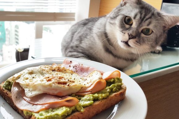 Best Cat Foods – All Natural Is The Only Way To Go (See Our Top 3 Picks Below)