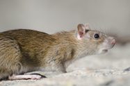 Ultrasonic Rodent Deterrent: Do They Really Work?