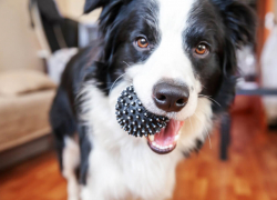 15 actually durable dog toys your dog won’t be able to destroy