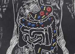 Improve your Gut Microbiome